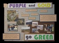 Purple and gold go green